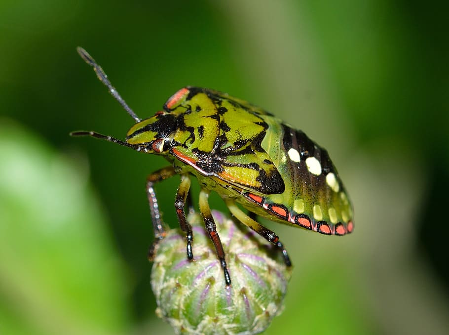 Green and Black Shield Bug, antenna, beetle, bright, bud, flower bud HD wallpaper