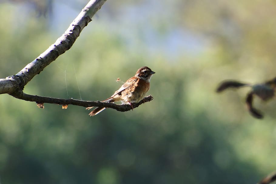 animal, forest, twigs, green, wild birds, little bird, bunting HD wallpaper