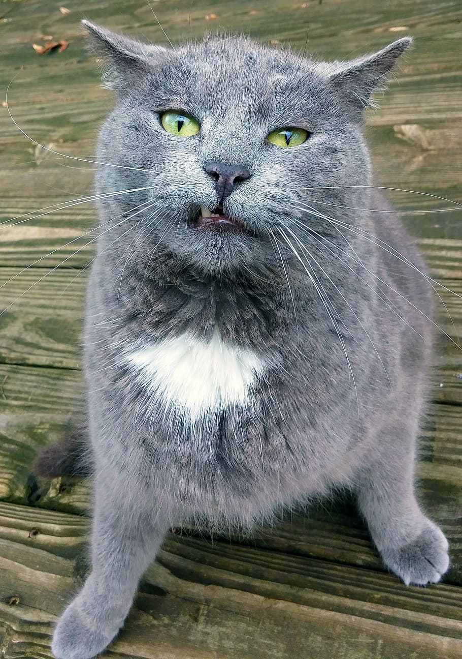 macro photography of gray British Shorthair cat, funny, silly