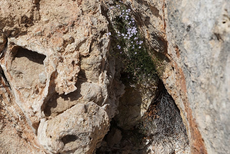 flower, rock, nature, stone, grow, wild, earth, ibiza, force HD wallpaper
