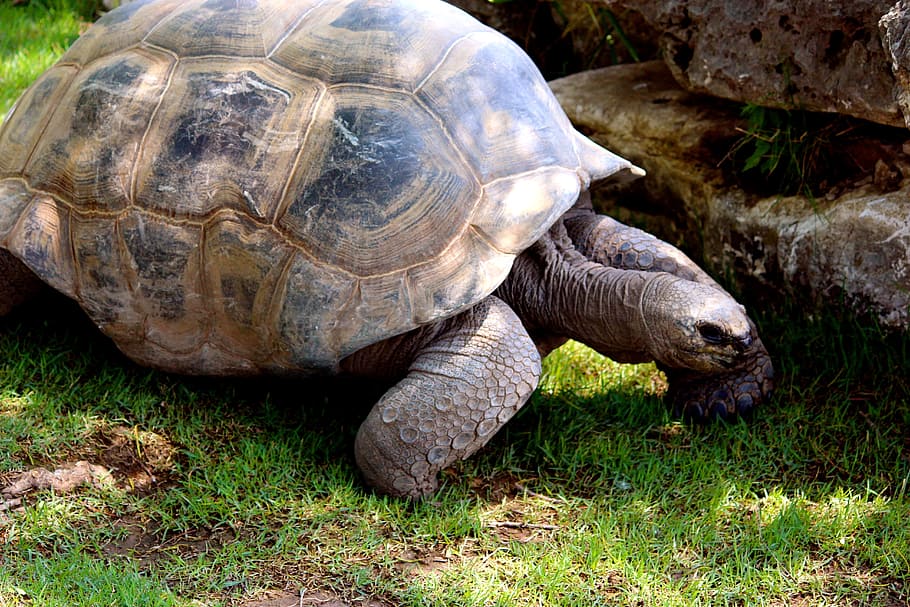 turtle, tortoise, shell, animal, crawl, nature, slow, wildlife HD wallpaper