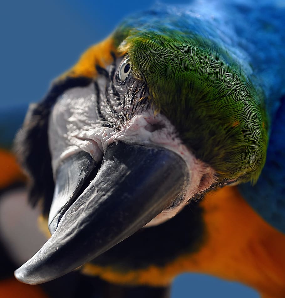 blue and red scarlet macaw, ara, yellow macaw, parrot, bird HD wallpaper