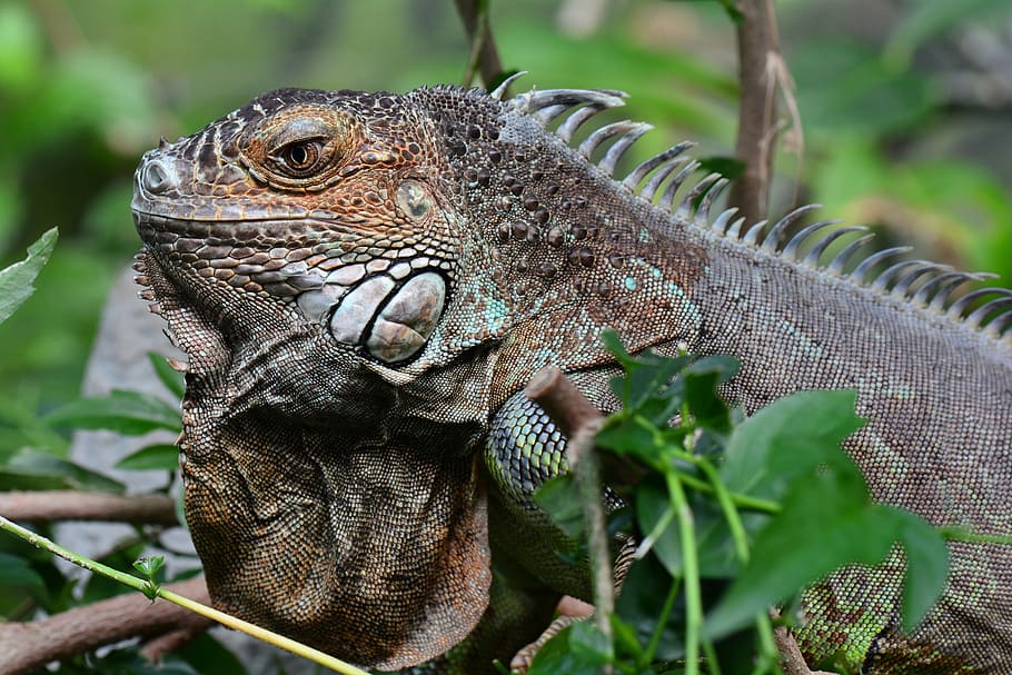 iguana, posing, portrait, lizard, animal, reptile, animal themes HD wallpaper