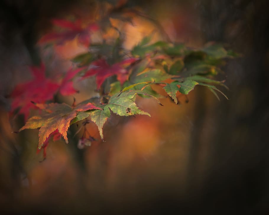 selective focus photography of green leaves, autumn, sheet HD wallpaper