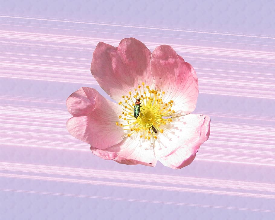 Wild Rose, Rose, Pink, Pink, Blossom, Bloom, rose family, bush HD wallpaper