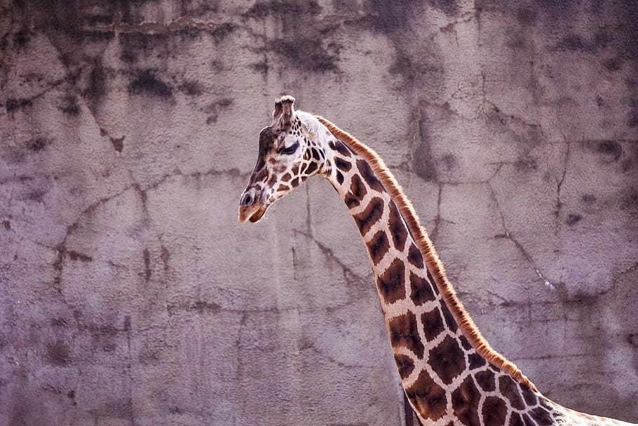 Giraffe looking down, zoo, netherlands, neck, animal, wild animal HD wallpaper