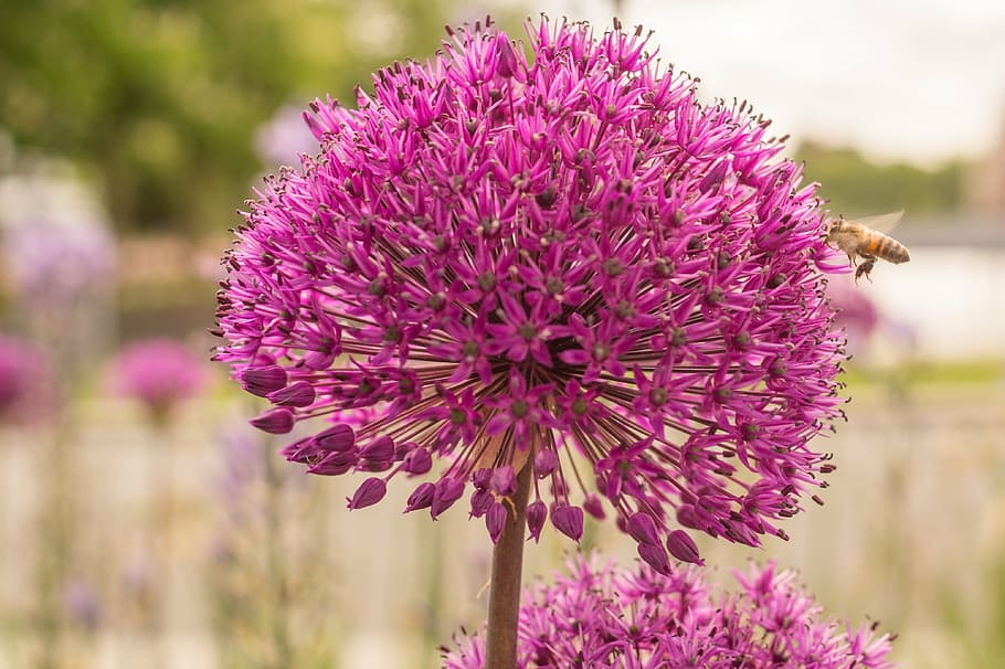 pink petaled flowers, purple, allium, blooming, plant, round HD wallpaper
