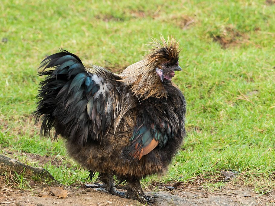 Chicken, Bird, Poultry, Feather, Gockel, animal, color, beautiful HD wallpaper