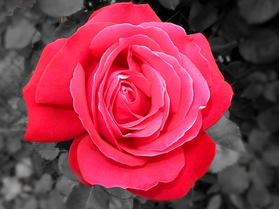 rose, flower, blossom, bloom, nature, beauty, flowering plant HD wallpaper