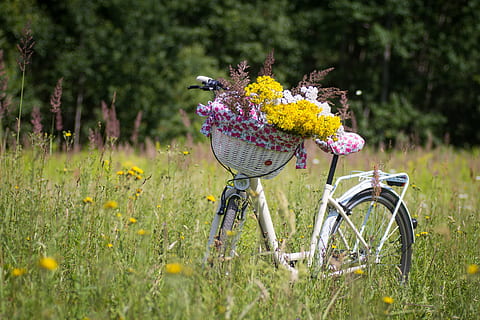white step through bike with basket full of flowers, bicycle HD wallpaper