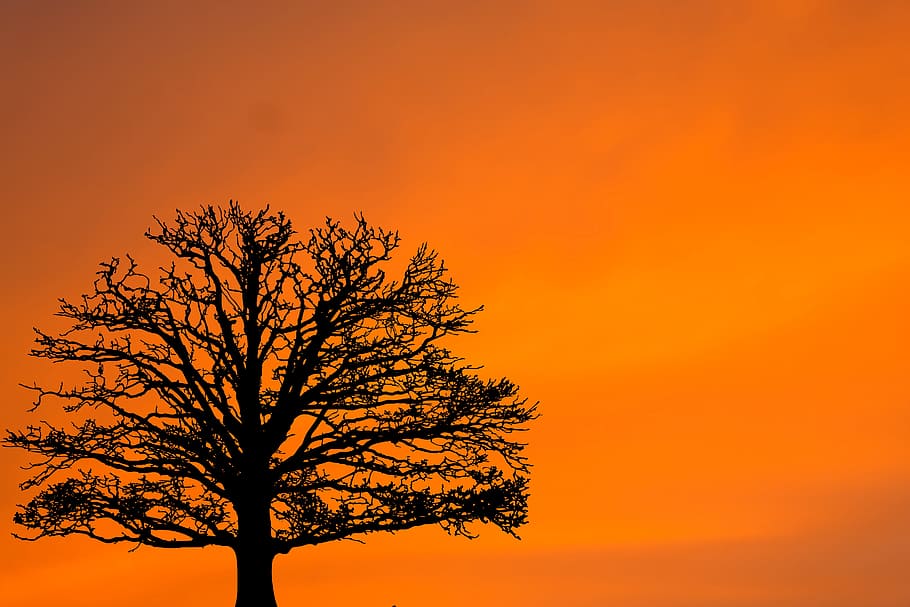 silhouette of tree under orange sky, sunset, sunrise, winter HD wallpaper