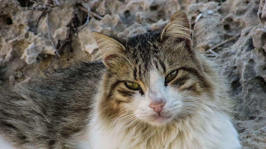 Cat, Stray, Animal, Cute, Homeless, outdoor, looking, curious HD wallpaper