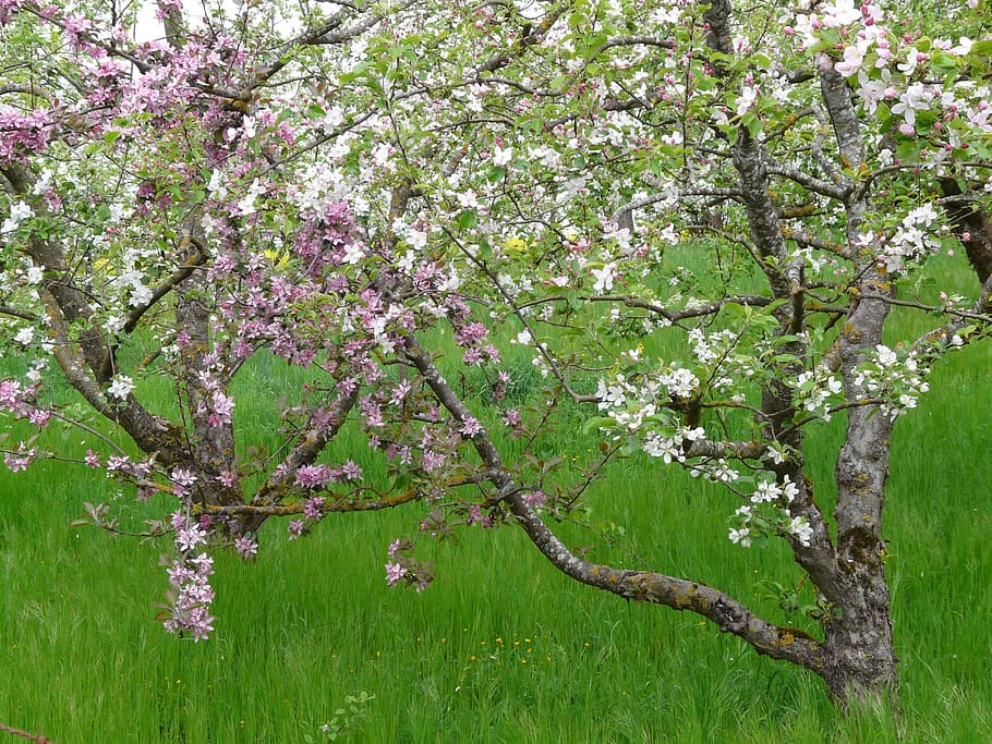 Orchard, Fruit Tree, Apple Tree, agriculture, flower, blossom HD wallpaper
