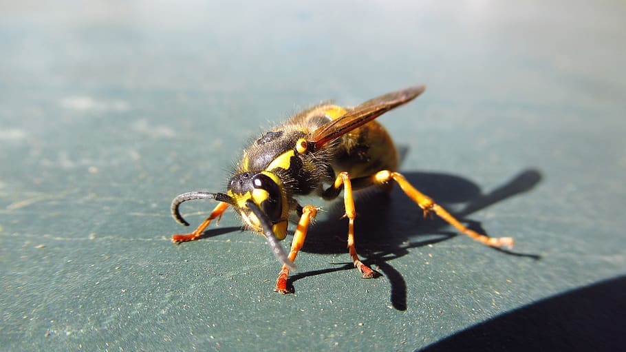 bee, animal, yellow, animal themes, invertebrate, animal wildlife HD wallpaper