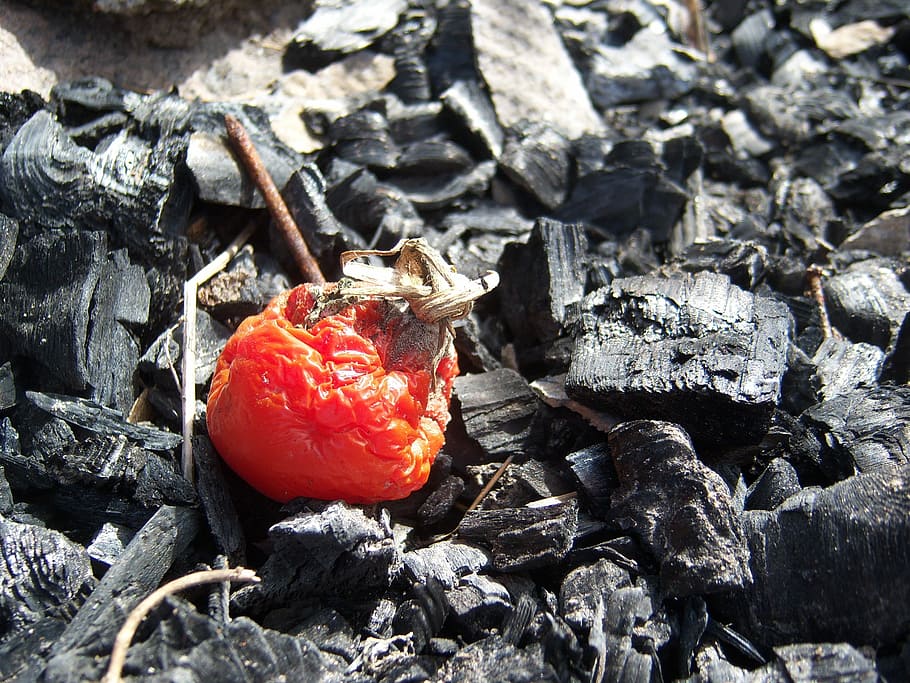 Tomato, Vegetable, Fire, Dry, Bad, red, decomposed vegetation HD wallpaper
