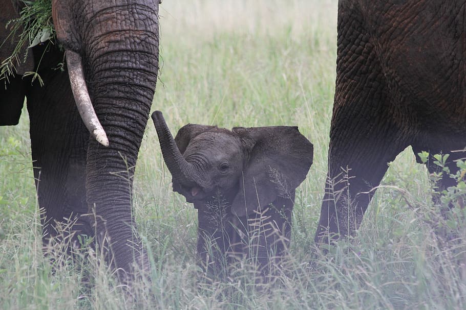 baby elephant in the middle of two adult elephants, photography, HD wallpaper