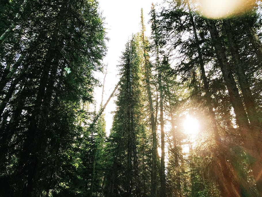 trees, forest, sunlight, environment, nature, green, foliage HD wallpaper