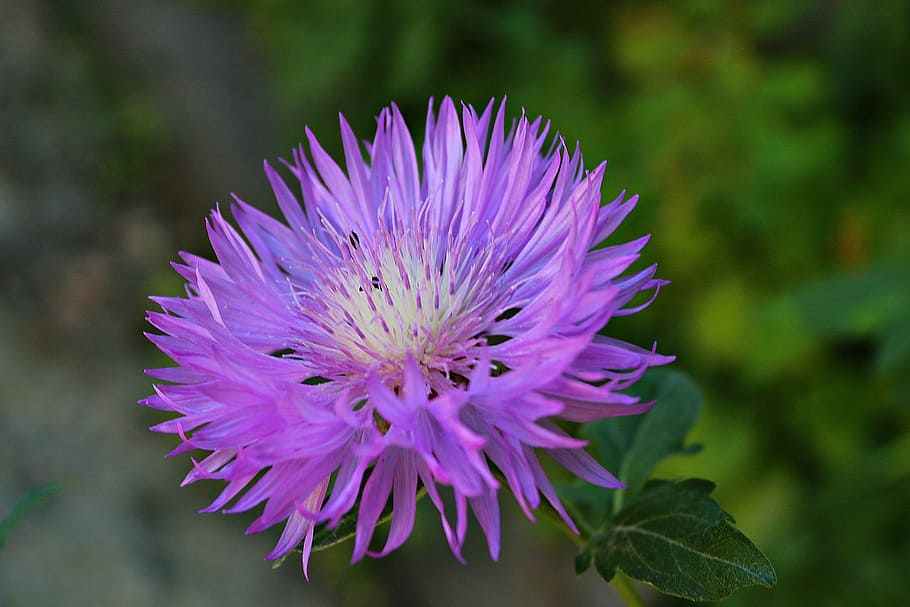 Cornflower, Nature, Petals, color, summer, purple, no people HD wallpaper