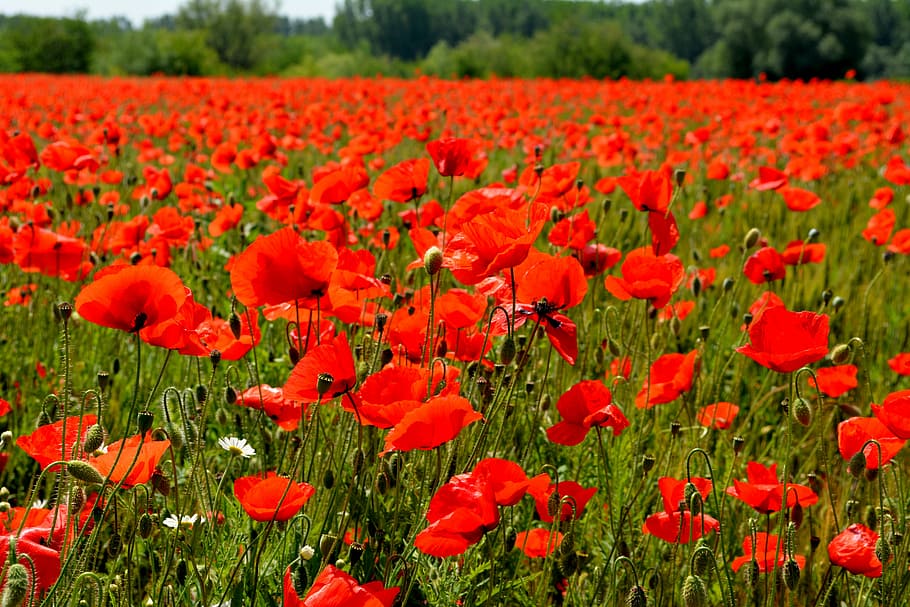 selective focus photo of red petaled flowers, poppies, camp HD wallpaper