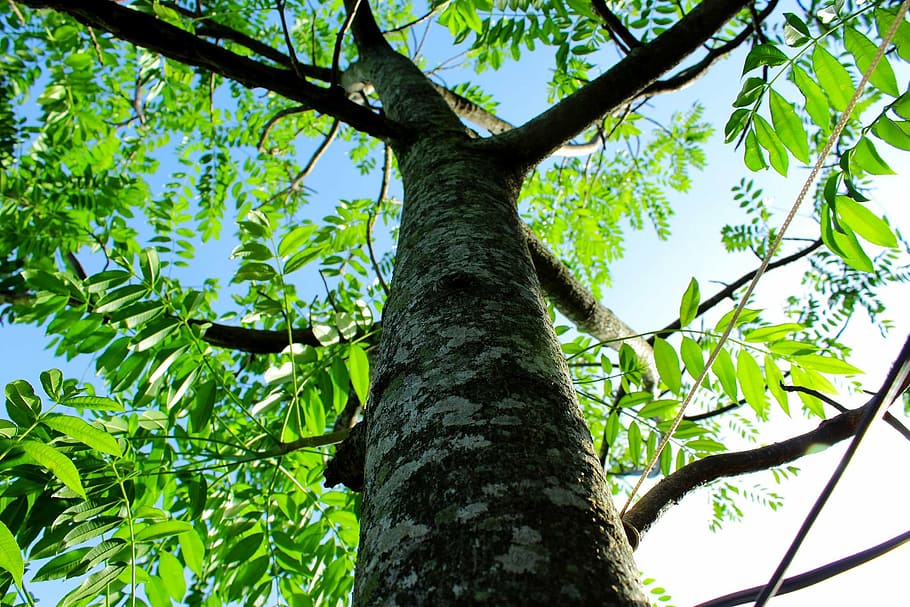 tree, green, twigs, nature, leaf, forest, branch, outdoors HD wallpaper