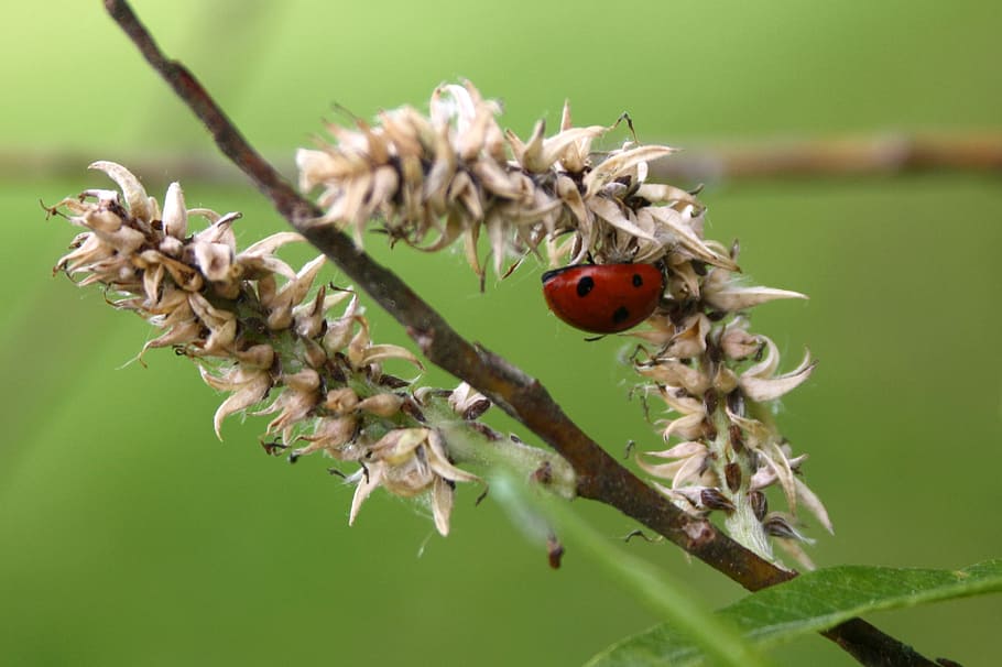 marienkäferl, the brook, spring, animal, animal themes, insect HD wallpaper