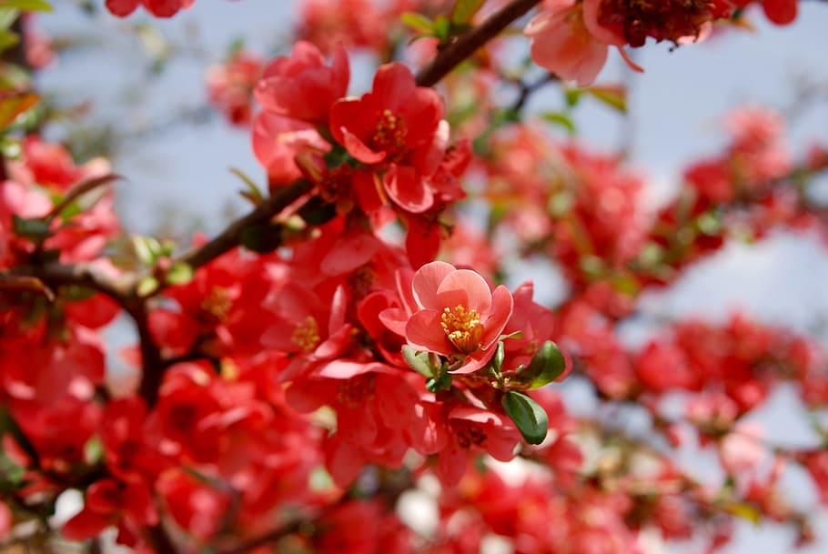 blossom, bloom, bush, spring, summer, nature, red, flowering shrub HD wallpaper