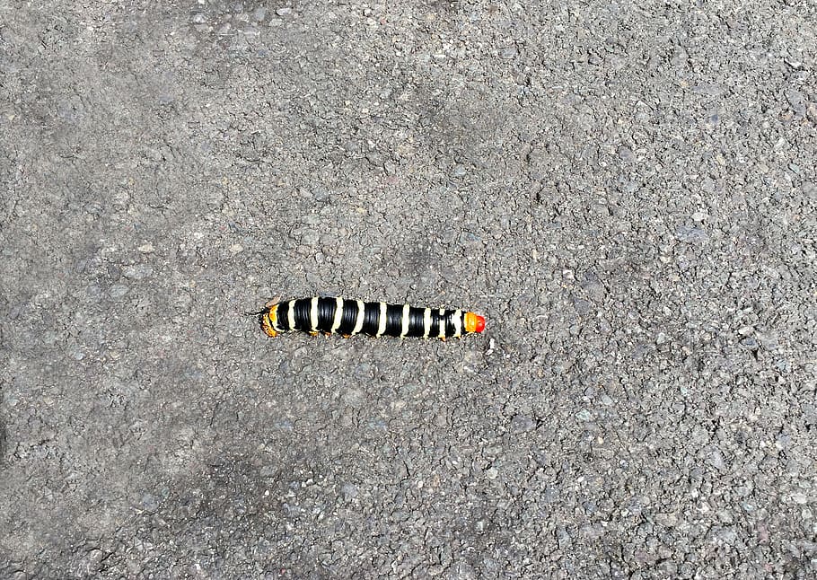 caterpillar, road, no people, day, high angle view, animal wildlife HD wallpaper