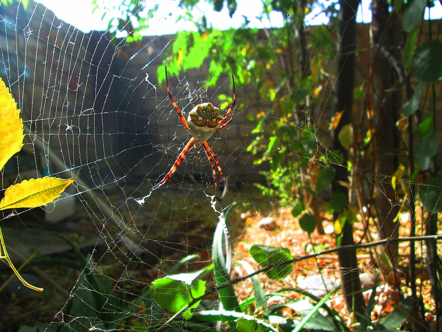 argiope argentata, web, patio, spider, autumn, silver, spider web HD wallpaper