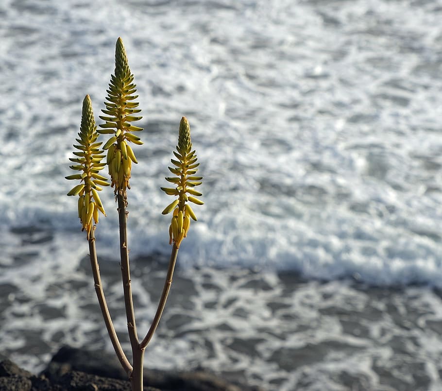 HD wallpaper: aloe vera, blossom, bloom, plant, yellow, nature, real