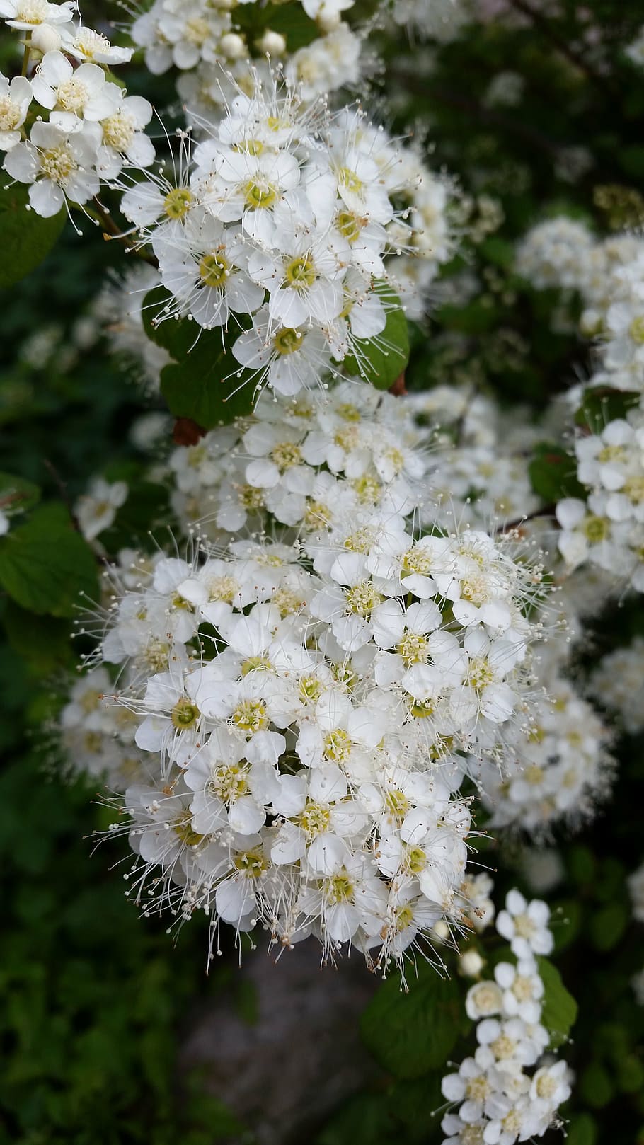 tree, flower, white, spring, nature, floral, blossom, branch HD wallpaper