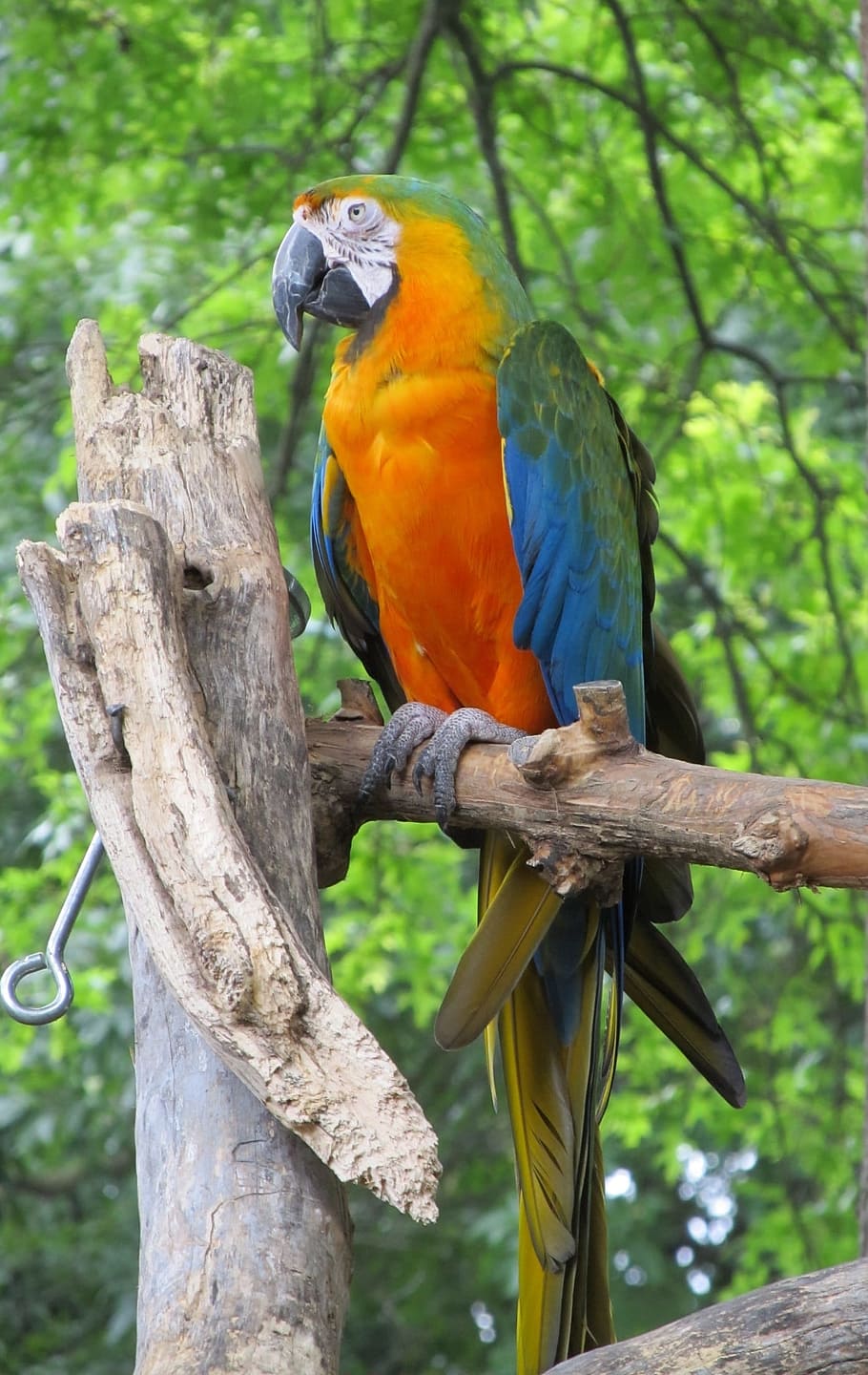 Macaw, Parrot, Bird, Colorful, Feather, perched, tropical, wings HD wallpaper