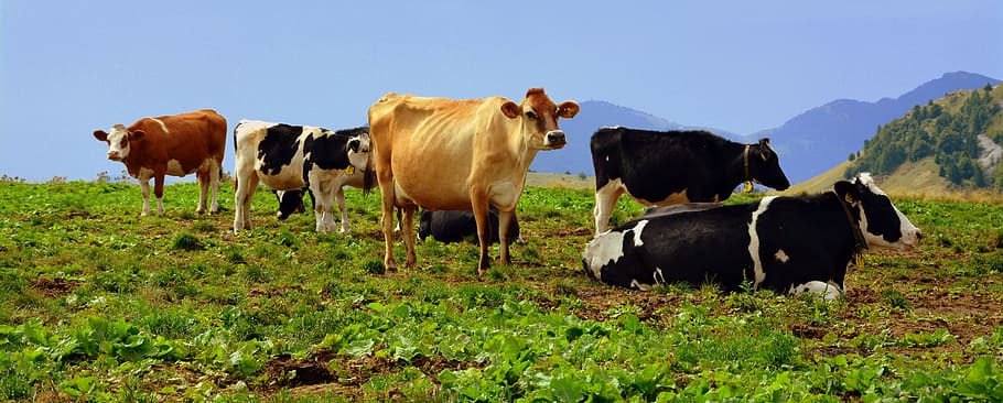 cow, prato, mountain, pasture, animals, cows, livestock, mammal HD wallpaper