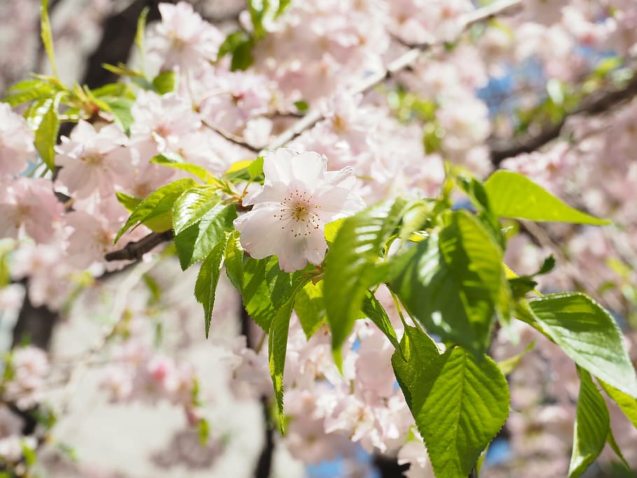 cherry, weeping cherry, pink, flowers, spring flowers, japan HD wallpaper