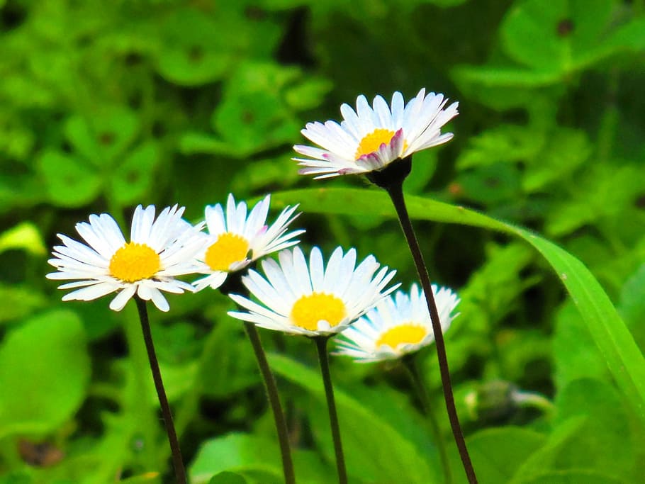 daisy, flower, beautiful, flowering plant, freshness, vulnerability HD wallpaper