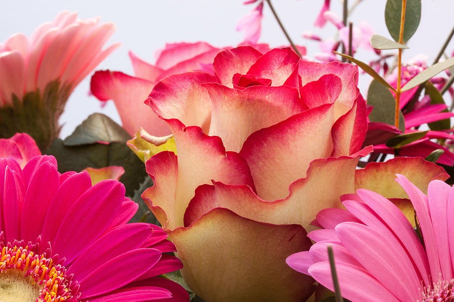 pink petal flowers, roses, gerbera, composites, broom, genista HD wallpaper