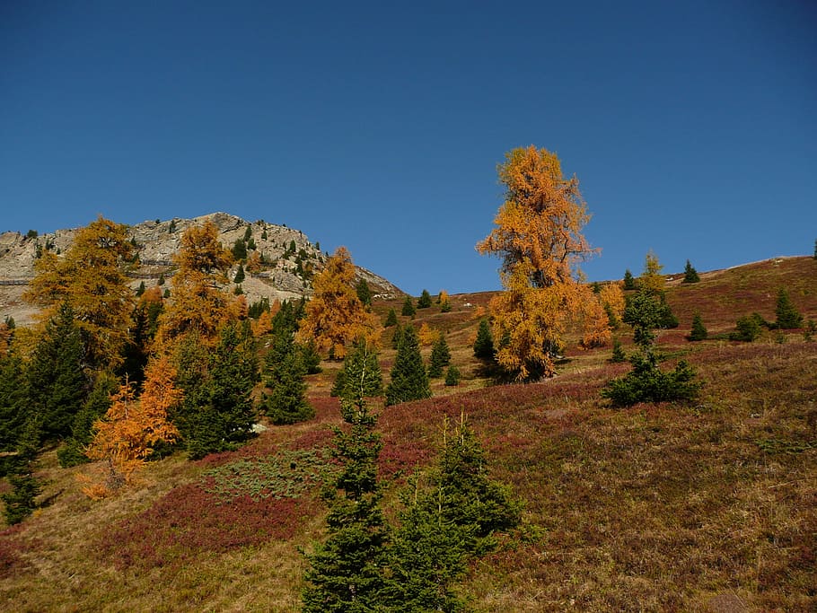 Forest, Stucco, Trees, forest stucco, autumn, nature, landscape HD wallpaper