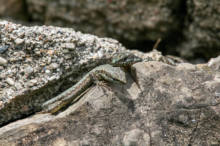 rock, nature, stone, lizard, reptile, solid, animal themes HD wallpaper