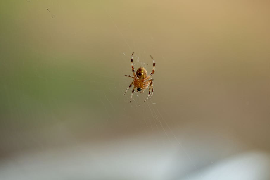 spider, oklahoma, web, spinning, insect, bug, invertebrate HD wallpaper