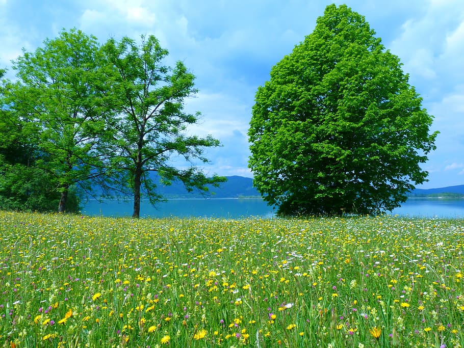 green trees, Meadow, Flowers, Bloom, Colorful, Lake, water HD wallpaper