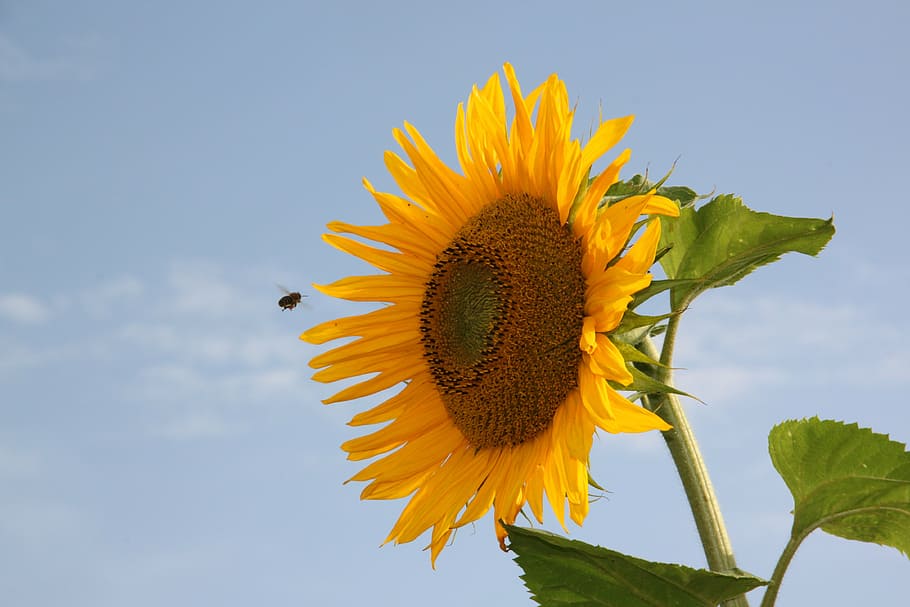 sun flower, bee, approach, yellow, blossom, bloom, pollination HD wallpaper