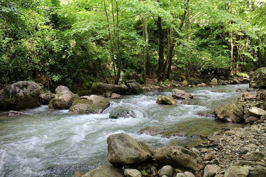 water, forest, nature, landscape, river, tree, rock, plant HD wallpaper