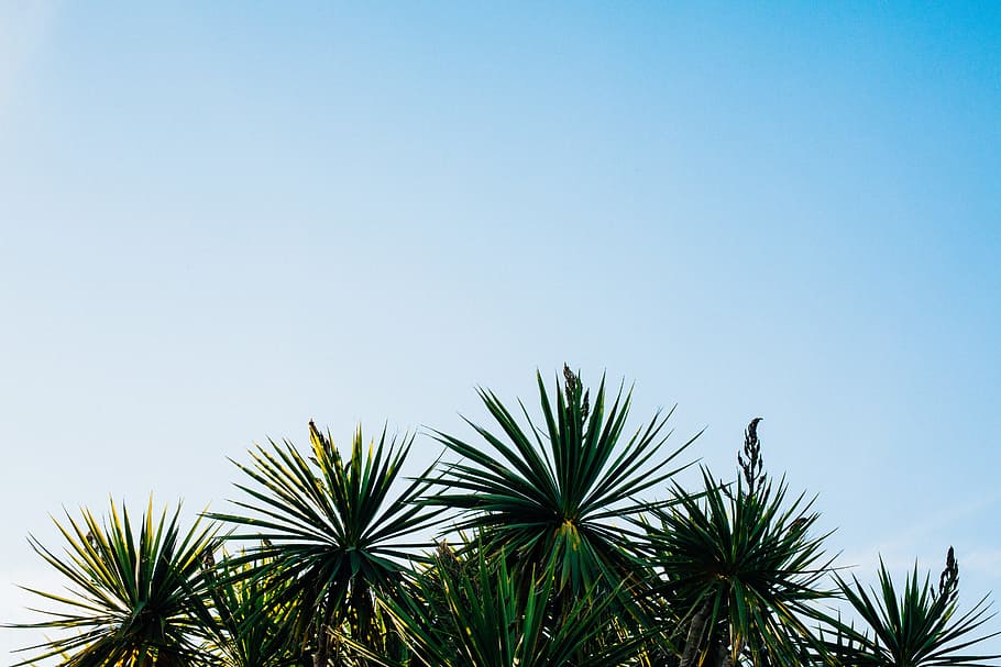 green leaf plants under clear sky, green sago tree under blue skies HD wallpaper