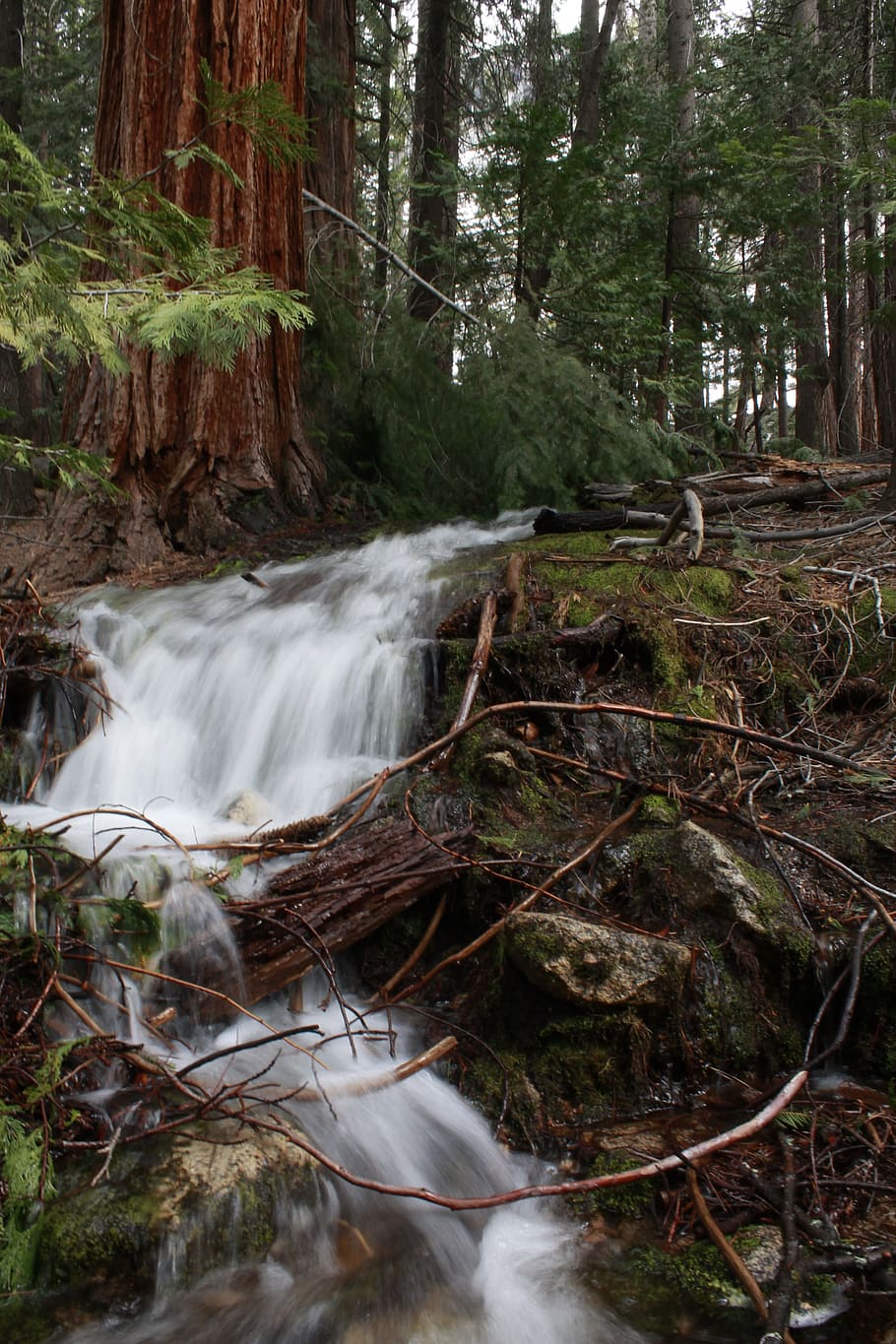 Yosemite, Forest, Park, Nature, National, usa, california, landscape HD wallpaper