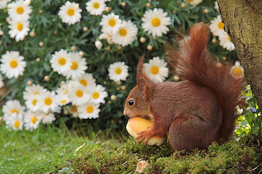 brown squirrel holding food near tree, animal, spring, apple HD wallpaper