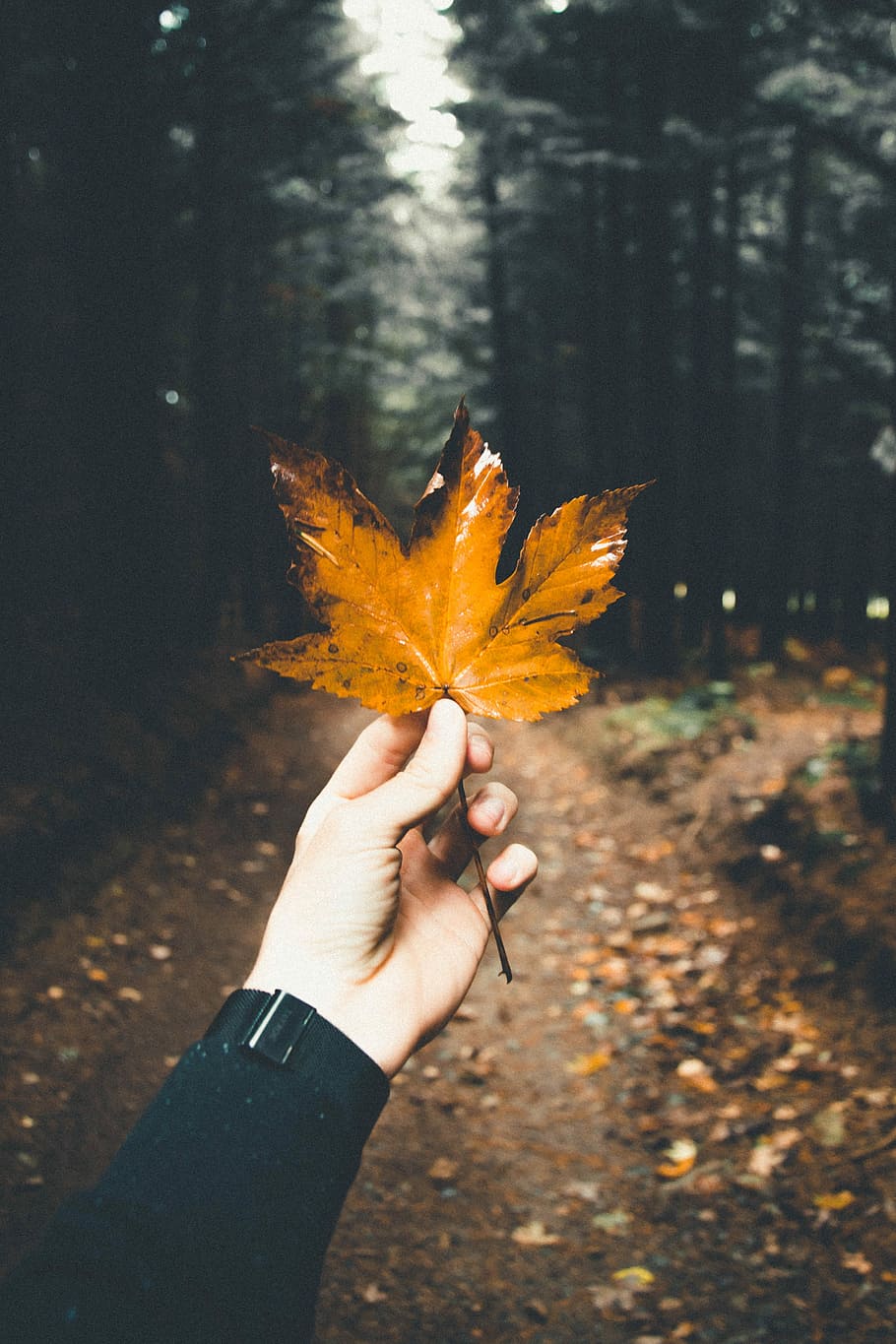 person holding brown maple leaf, person holding orange maple leaf HD wallpaper