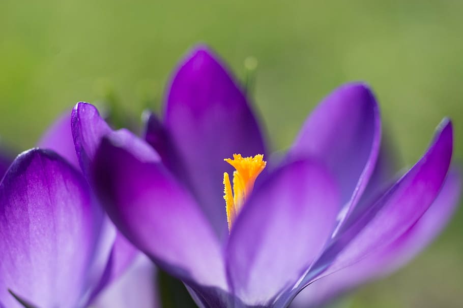 crocus, spring crocus, flower, purple, flowers, flora, nature HD wallpaper