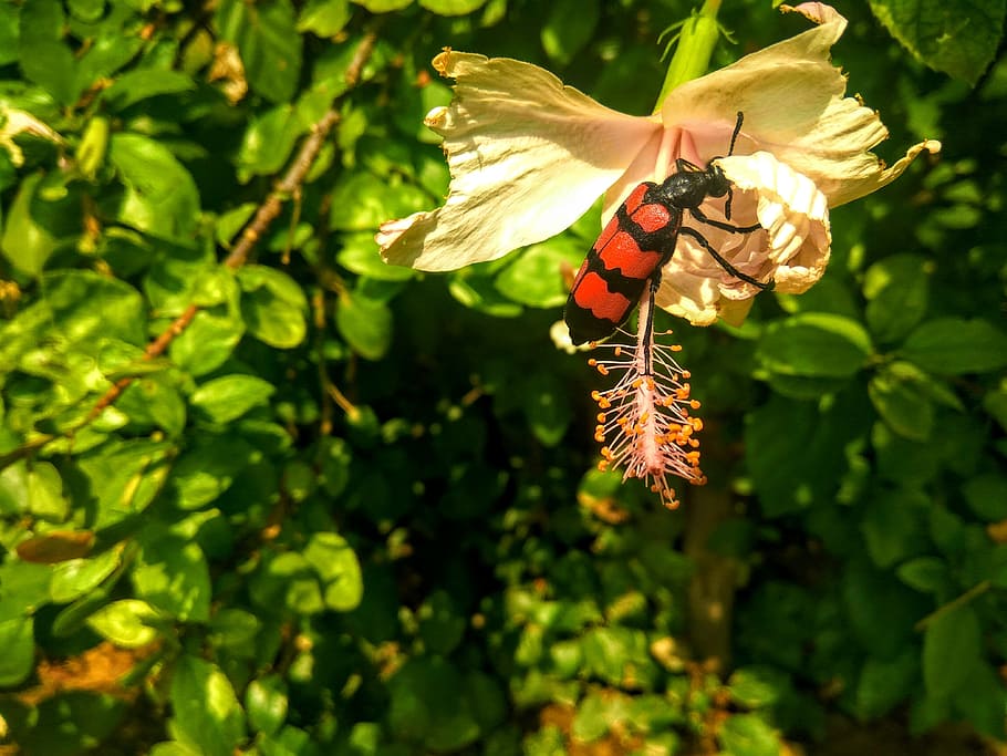 beetle, bug, red, flower, white, mylabris pustulata, plant HD wallpaper