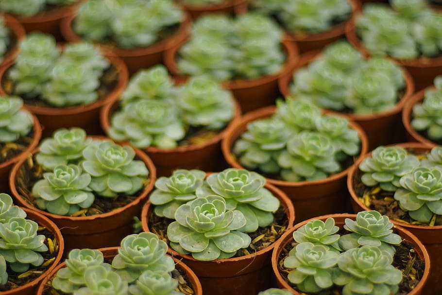 closeup photography of succulent plants, flowers, tree, nature HD wallpaper