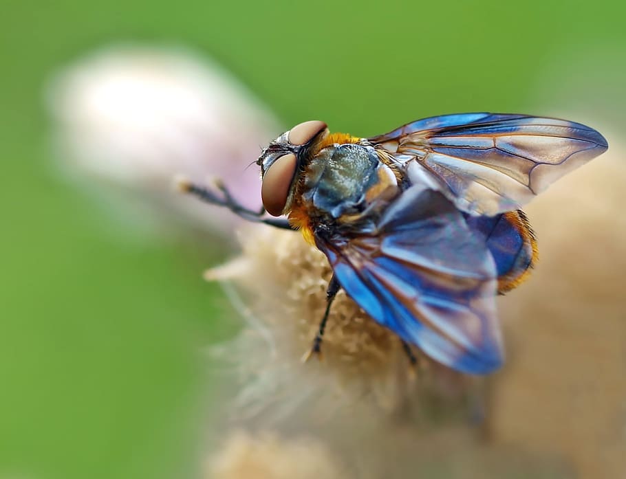 bottle housefly macro photography, insect, nature, live, invertebrate HD wallpaper