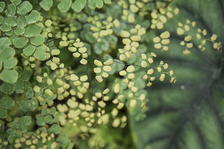 closeup photography of yellow and green plants, tiny, leaves HD wallpaper